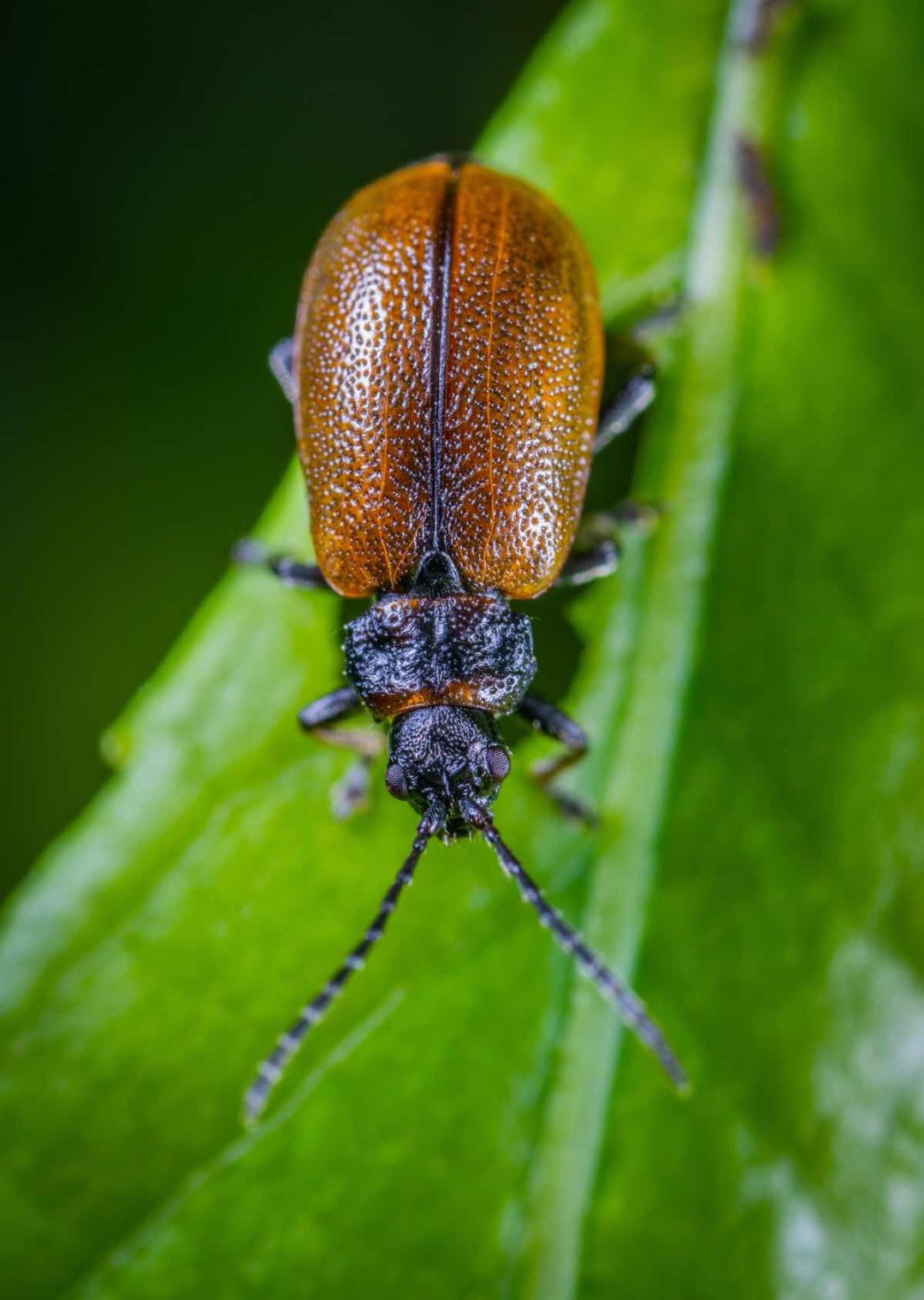 The Sneaky Similarity Learn To Tell Click Beetles Cockroaches Apart - ezkm6ru