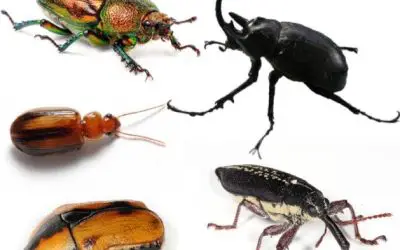 Cockroaches vs Beetles (6 Easy Ways To Tell With Pictures)
