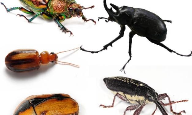 Cockroaches vs Beetles (6 Easy Ways To Tell With Pictures)