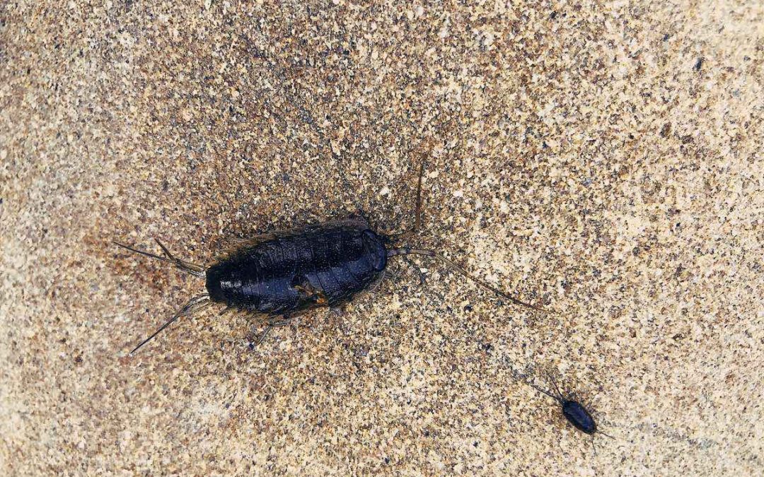 A Look at the Life Cycle of a Cockroach (From Egg to Gross)