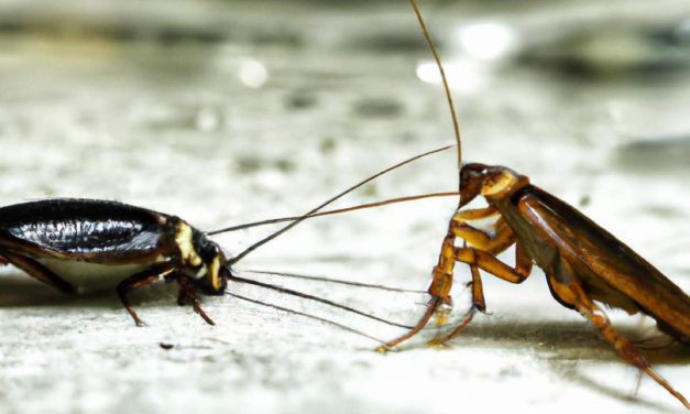 Cockroaches or Water Bugs (6 Easy Ways To Tell Them Apart)