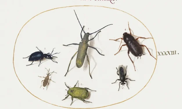 What are all the Cockroach Species? (Fun Facts Included)
