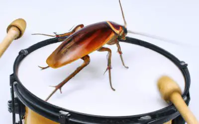 Do Cockroaches Make Noise? (I’m sure you didn’t want to HEAR this)