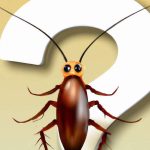 Why Do Cockroaches Exist? (10 Reasons)