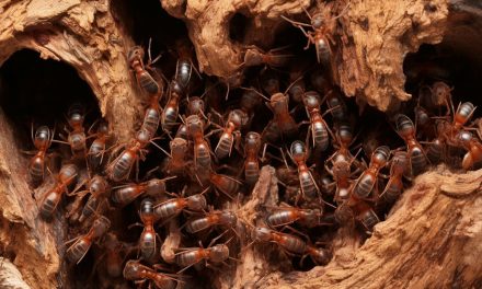 Discovering Carpenter Ants: What Does a Carpenter Ant Nest Look Like?
