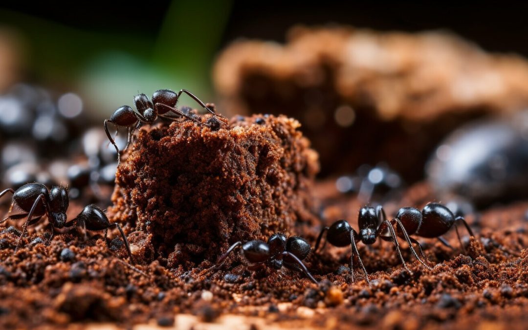 Do Ants Like Coffee Grounds?