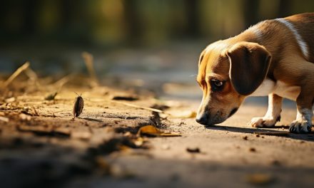Can Dogs Eat Ants? A Comprehensive Pet Care Guide