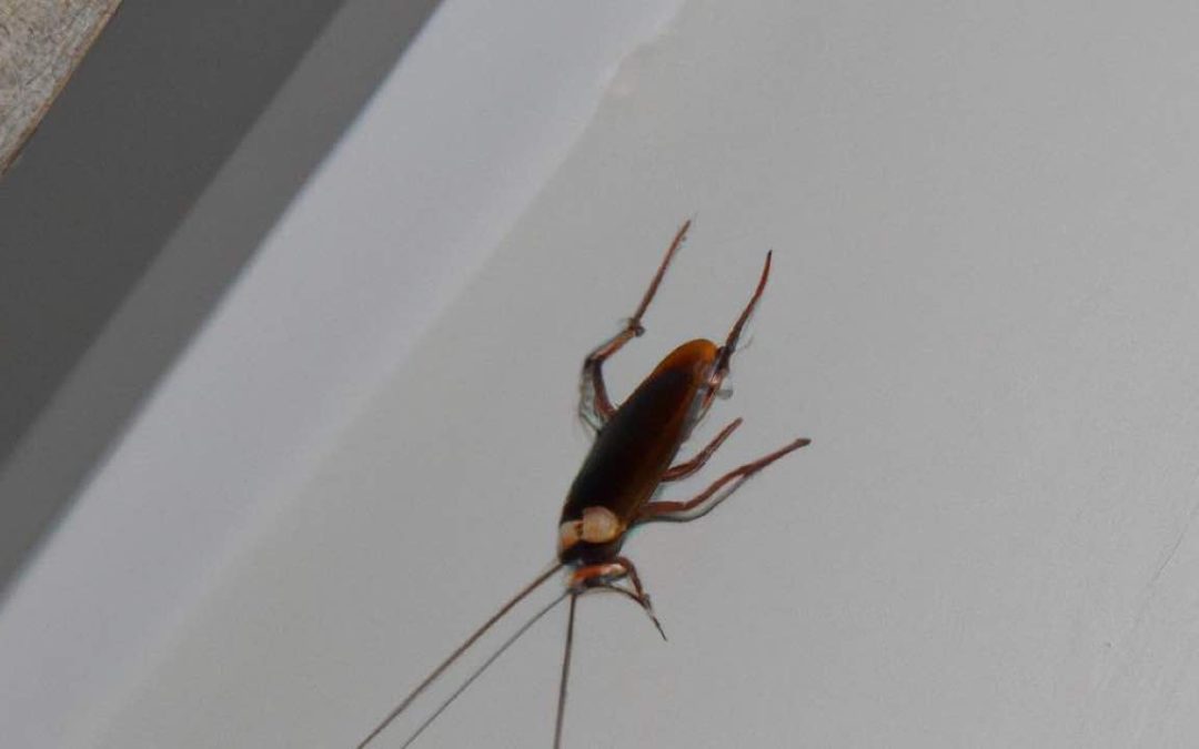Can Cockroaches Climb Walls?