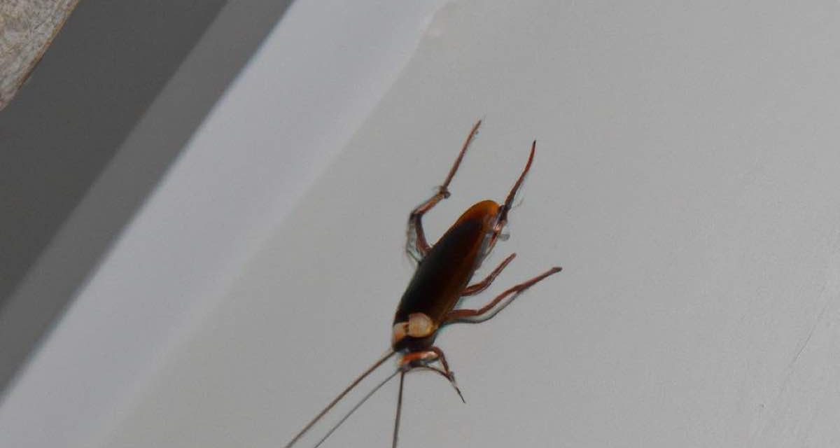 Can Cockroaches Climb Walls?