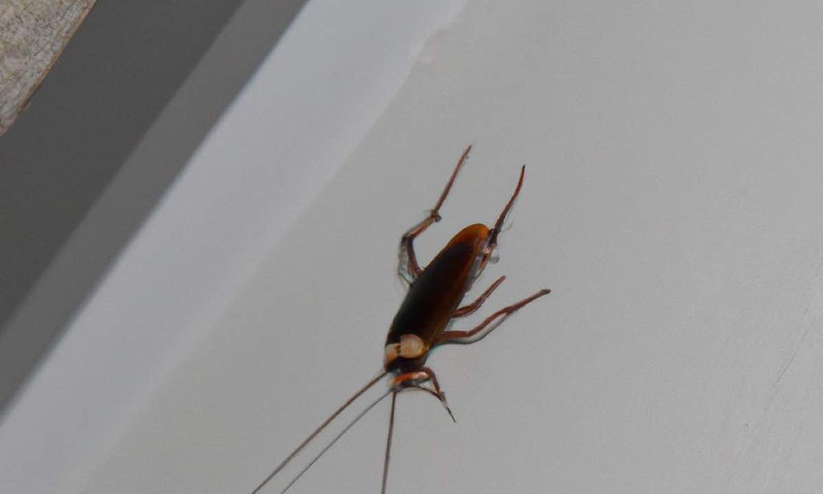 Can Big Roaches Climb Walls at Wanda Downs blog