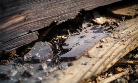 Are Carpenter Ants Dangerous?