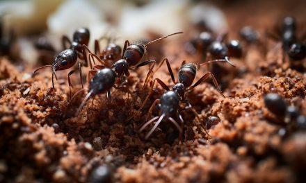 Learn How to Get Rid of Ants in Carpet – Easy Steps