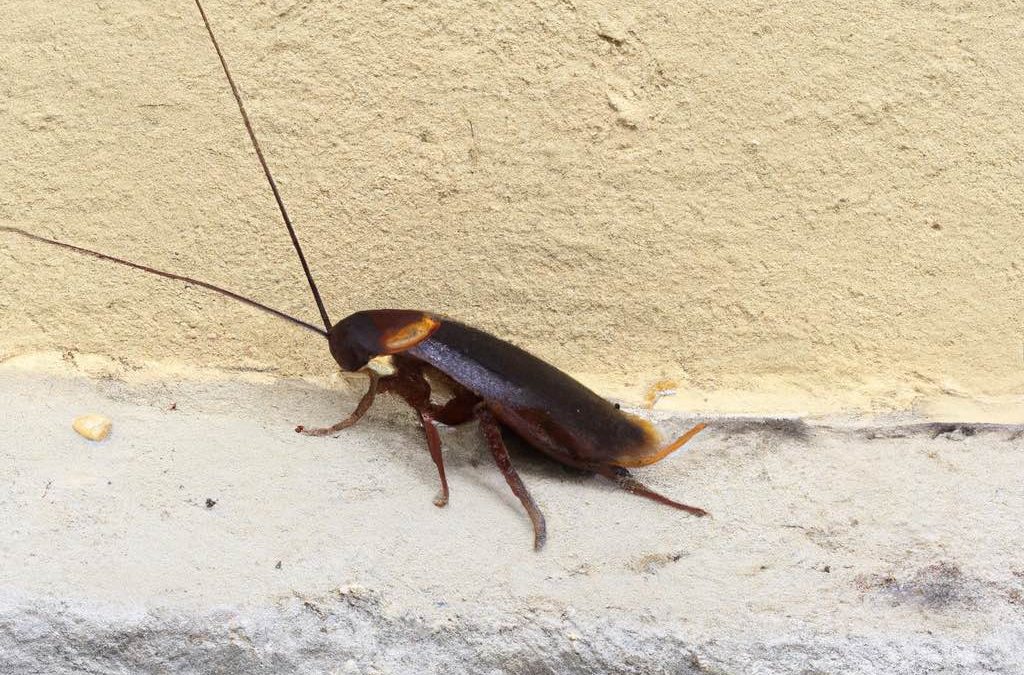 California Cockroach: Invasion of the Crunchy Roach
