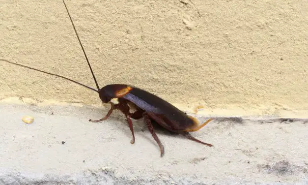 California Cockroach: Invasion of the Crunchy Roach