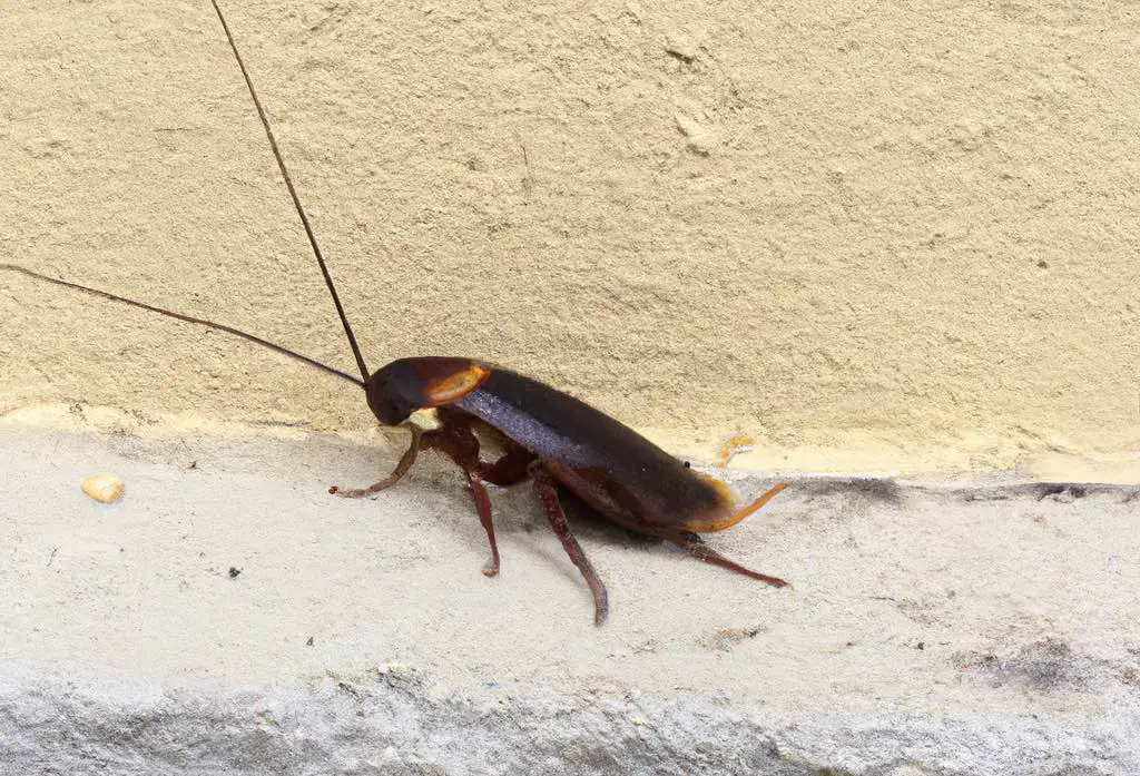 California Cockroach: Invasion of the Crunchy Roach | Bug Buster HQ