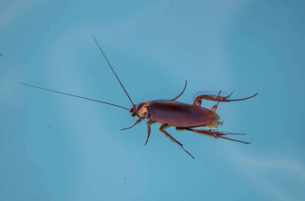 Can Cockroaches Swim? Get the Facts Now