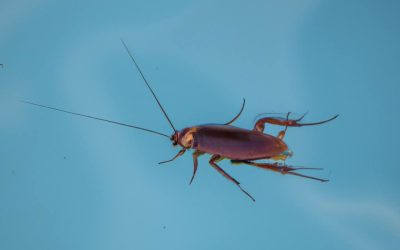 Can Cockroaches Swim? Get the Facts Now