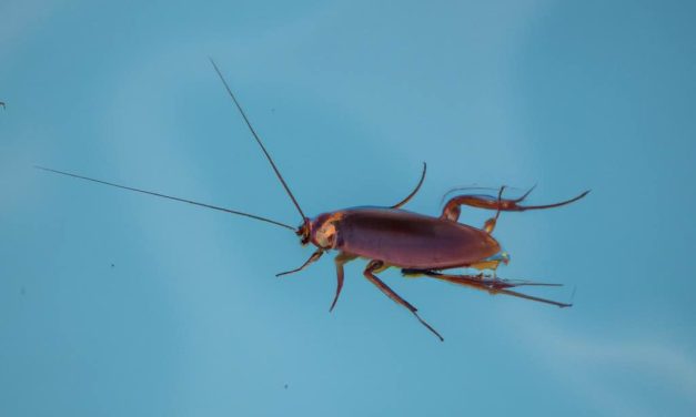 Can Cockroaches Swim? Get the Facts Now