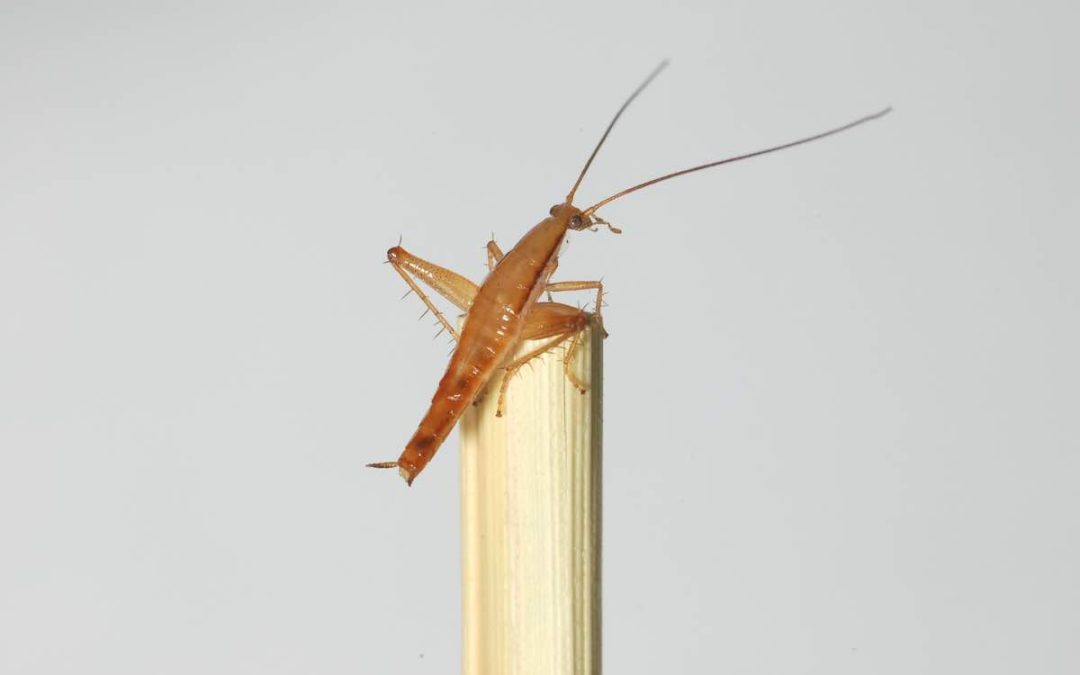 Do Cockroaches Jump? (Debunking the Myths)