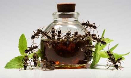 Does Peppermint Oil Repel Ants? A Natural Remedy Explored