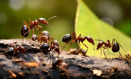What Do Male Ants Do?