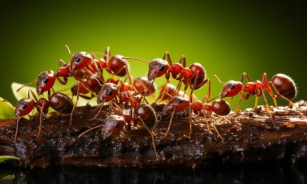 Why Don’t Ants Get Sick?